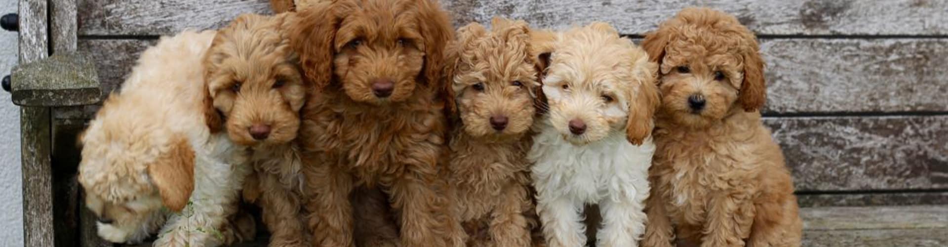 Calderdale Labradoodles