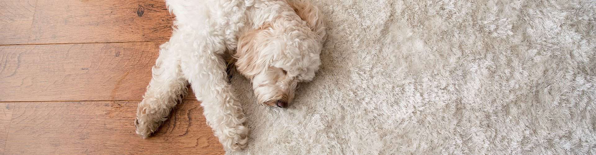 Calderdale Labradoodles