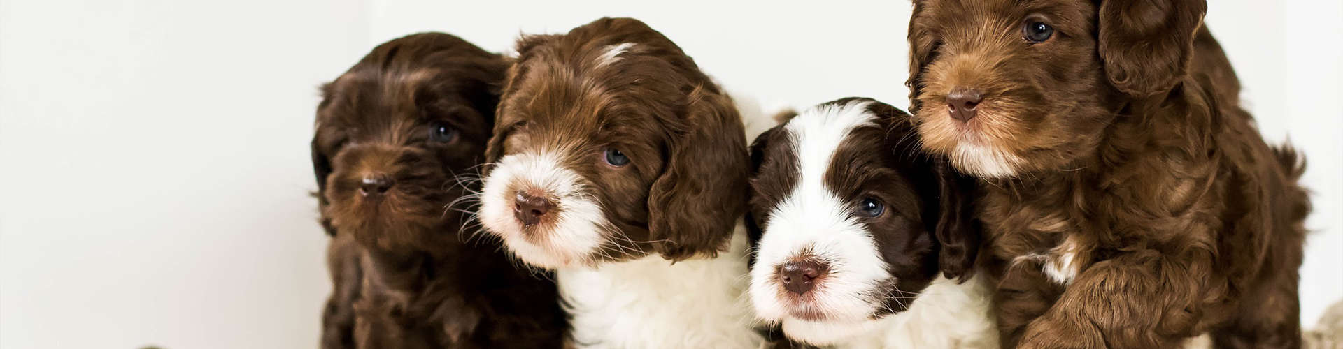 Calderdale Labradoodles