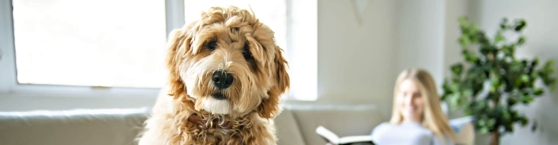 Calderdale Labradoodles